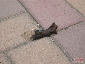 屎臭的图片,揭秘粪便的气味与成因